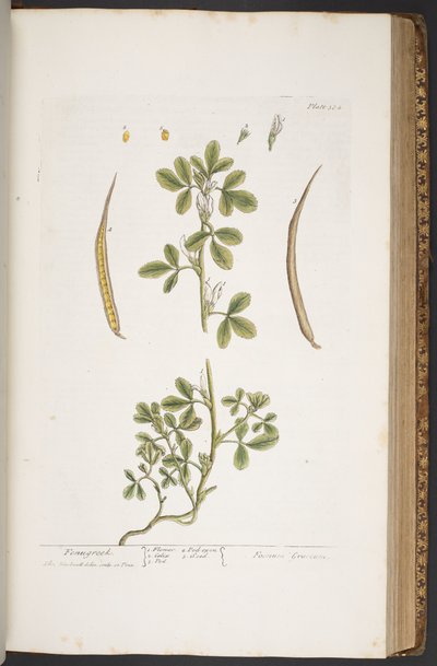 Talerz 384, z „Ciekawy zielnik” autorstwa Elizabeth Blackwell