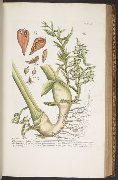 Talerz 385, z „Ciekawy zielnik” autorstwa Elizabeth Blackwell