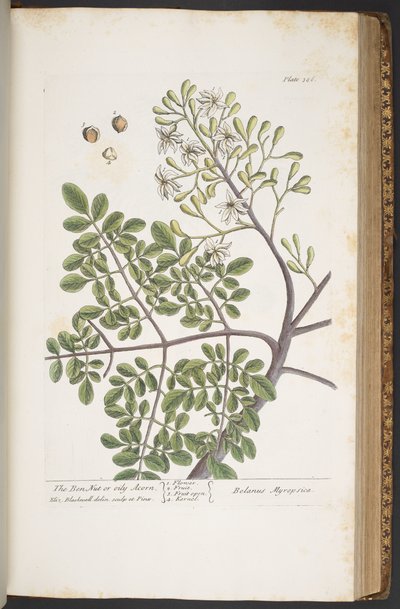Talerz 386, z „Ciekawy zielnik” autorstwa Elizabeth Blackwell