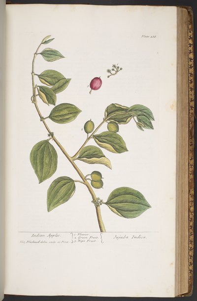 Talerz 388, z „Ciekawy zielnik” autorstwa Elizabeth Blackwell