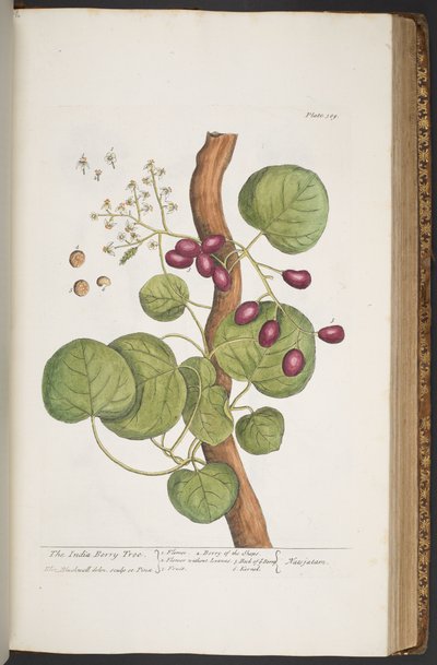 Talerz 389, z „Ciekawy zielnik” autorstwa Elizabeth Blackwell