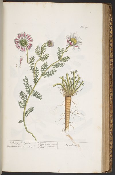 Talerz 390, Pellitory Hiszpanii, z 
