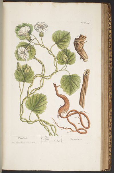 Talerz 397, z „Ciekawy zielnik” autorstwa Elizabeth Blackwell