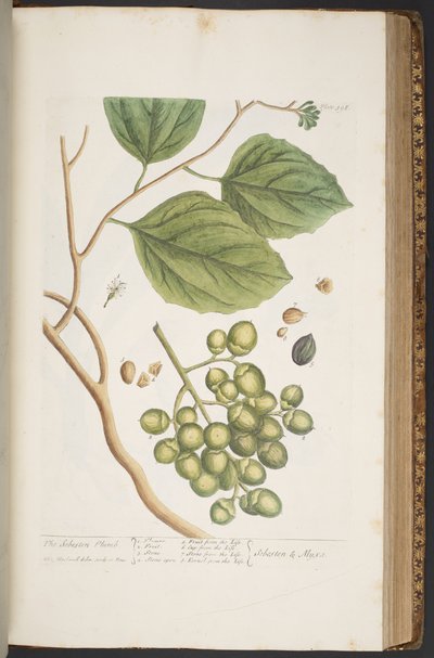 Talerz 398, z „Ciekawy zielnik” autorstwa Elizabeth Blackwell