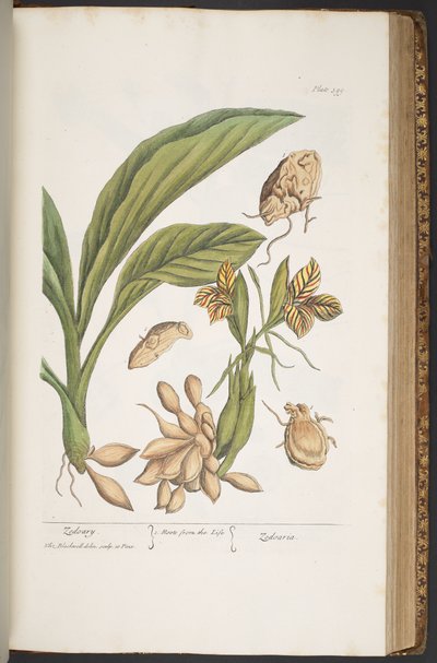 Talerz 399, z „Ciekawy zielnik” autorstwa Elizabeth Blackwell