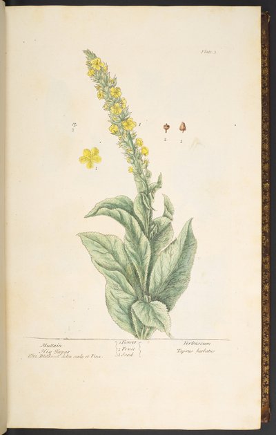 Talerz 3, Dziewanna, z „Ciekawego zielnika” autorstwa Elizabeth Blackwell
