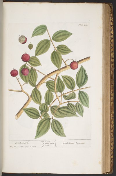 Talerz 403, z „Ciekawy zielnik” autorstwa Elizabeth Blackwell