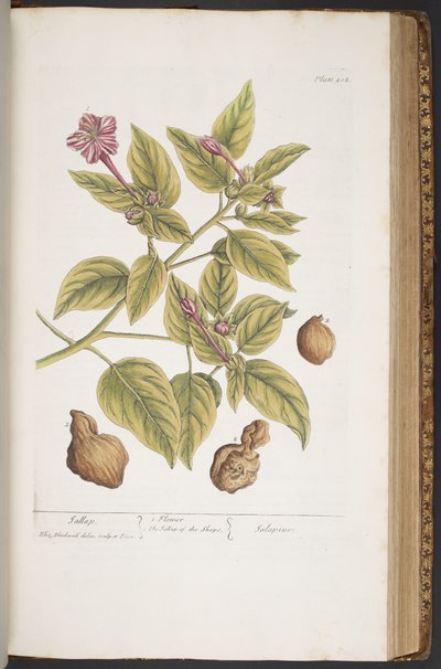 Talerz 404, z „Ciekawy zielnik” autorstwa Elizabeth Blackwell