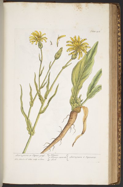 Talerz 406, z „Ciekawy zielnik” autorstwa Elizabeth Blackwell