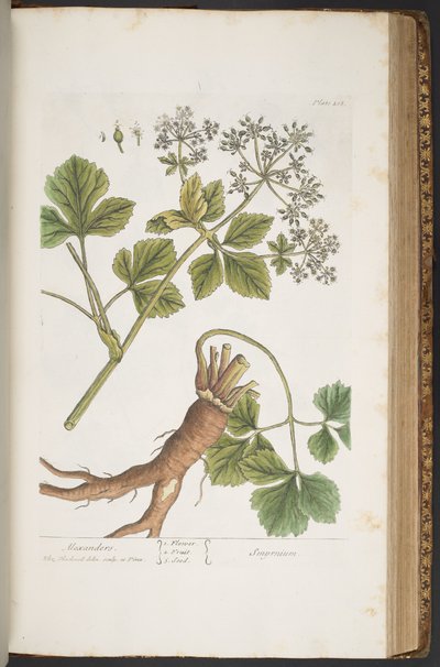 Tabliczka 408, Alexanders, z „Ciekawy zielnik” autorstwa Elizabeth Blackwell