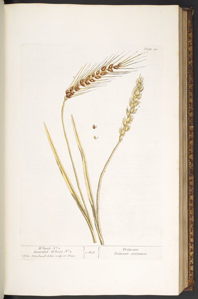 Talerz 40, Pszenica i Pszenica Brodaty, z „Ciekawy Herbal” autorstwa Elizabeth Blackwell