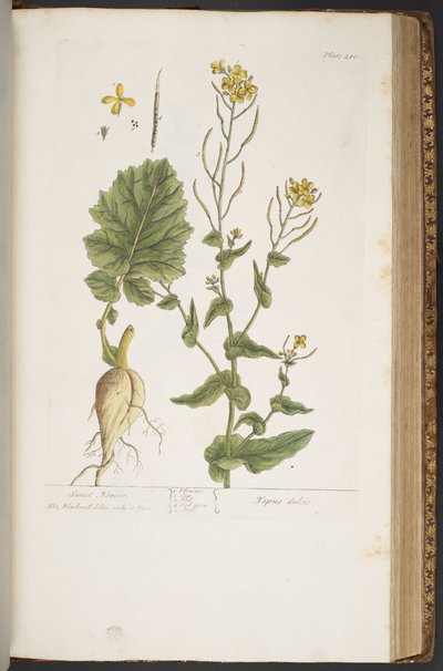 Talerz 410, z „Ciekawy zielnik” autorstwa Elizabeth Blackwell