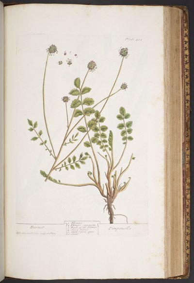 Talerz 413, z „Ciekawy zielnik” autorstwa Elizabeth Blackwell