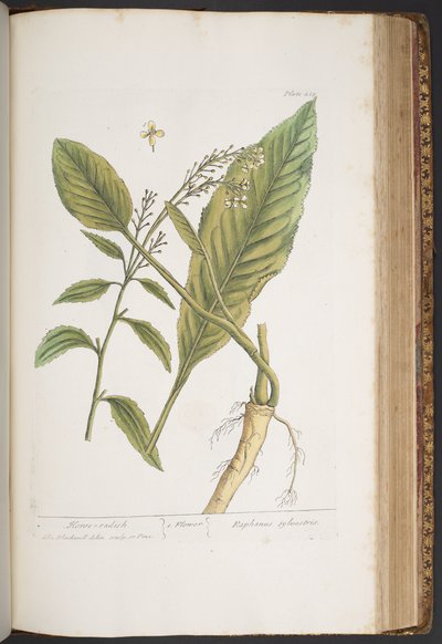 Talerz 415, z „Ciekawy zielnik” autorstwa Elizabeth Blackwell