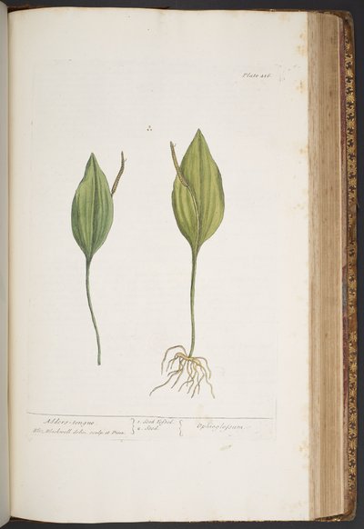 Talerz 416, z „Ciekawy zielnik” autorstwa Elizabeth Blackwell