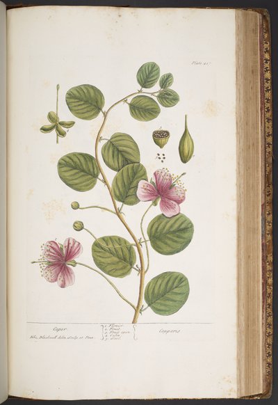 Talerz 417, z „Ciekawy zielnik” autorstwa Elizabeth Blackwell