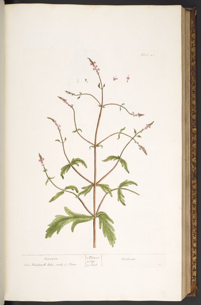 Talerz 41, Werbena, z „Ciekawego zielnika” autorstwa Elizabeth Blackwell