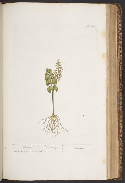 Talerz 420, z „Ciekawy zielnik” autorstwa Elizabeth Blackwell