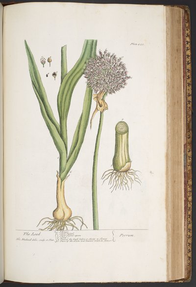 Talerz 421, z „Ciekawy zielnik” autorstwa Elizabeth Blackwell
