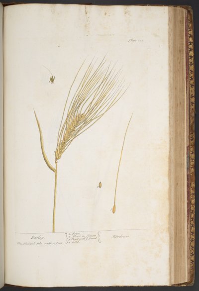 Talerz 423, z „Ciekawy zielnik” autorstwa Elizabeth Blackwell
