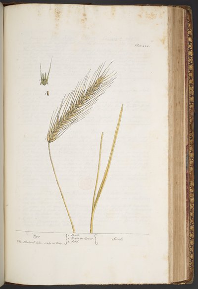 Talerz 424, z „Ciekawy zielnik” autorstwa Elizabeth Blackwell