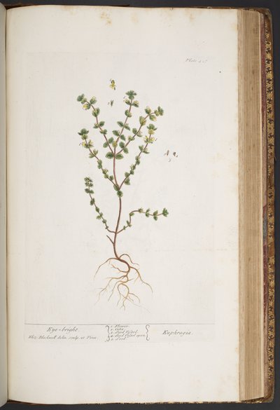 Talerz 427, z „Ciekawy zielnik” autorstwa Elizabeth Blackwell