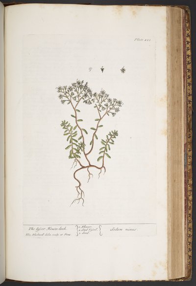 Talerz 428, z „Ciekawy zielnik” autorstwa Elizabeth Blackwell