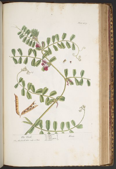Talerz 429, z „Ciekawy zielnik” autorstwa Elizabeth Blackwell