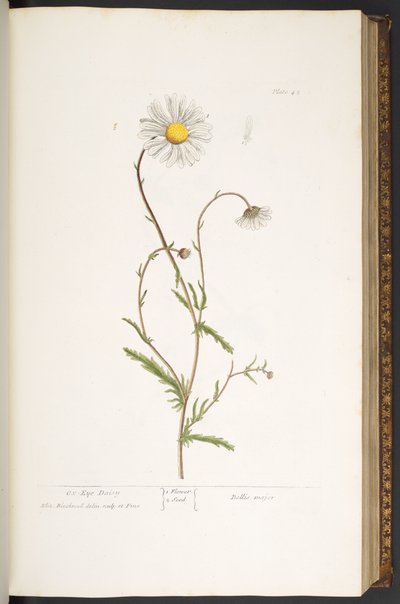 Talerz 42, Stokrotka Ox-Eye, z „Ciekawy Herbal” autorstwa Elizabeth Blackwell