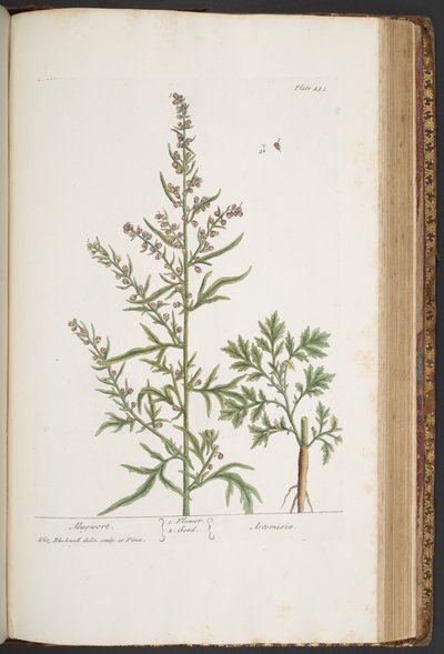 Talerz 431, z „Ciekawy zielnik” autorstwa Elizabeth Blackwell