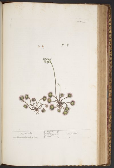 Talerz 432, z „Ciekawy zielnik” autorstwa Elizabeth Blackwell