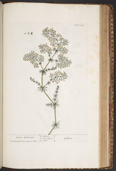 Talerz 435, Poduszka Damska, z „Ciekawy Herbal” autorstwa Elizabeth Blackwell