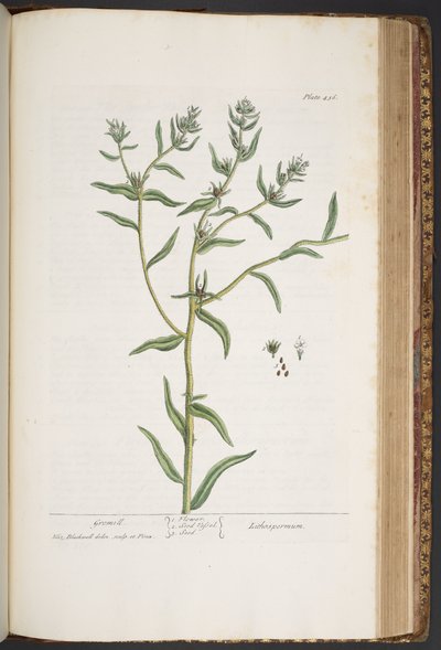 Talerz 436, z „Ciekawy zielnik” autorstwa Elizabeth Blackwell