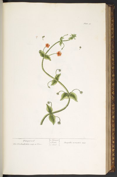 Talerz 43, Pimpernell, z „Ciekawego ziela” autorstwa Elizabeth Blackwell