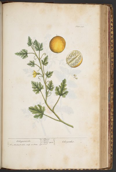 Tabliczka 441, z 