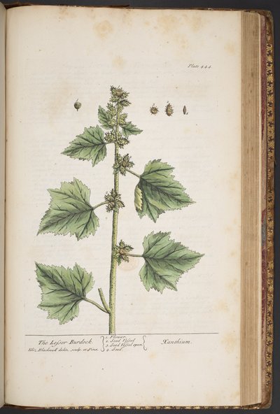 Talerz 444, z „Ciekawy zielnik” autorstwa Elizabeth Blackwell