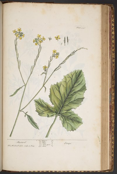 Talerz 446, z „Ciekawy zielnik” autorstwa Elizabeth Blackwell