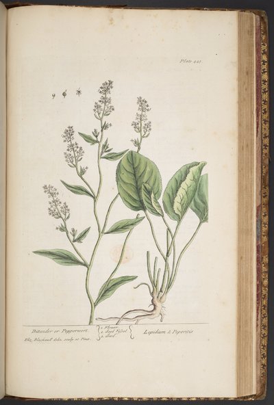 Talerz 448, z „Ciekawy zielnik” autorstwa Elizabeth Blackwell