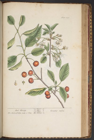 Talerz 449, z „Ciekawy zielnik” autorstwa Elizabeth Blackwell