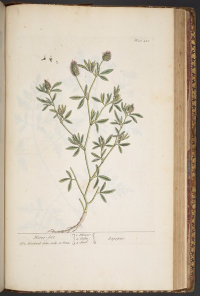 Talerz 450, z „Ciekawy zielnik” autorstwa Elizabeth Blackwell