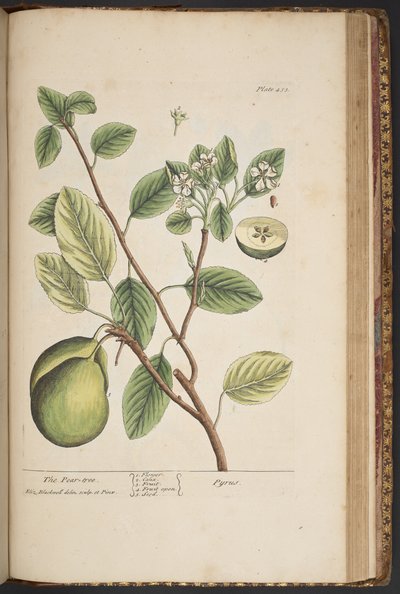 Talerz 453, z „Ciekawy zielnik” autorstwa Elizabeth Blackwell
