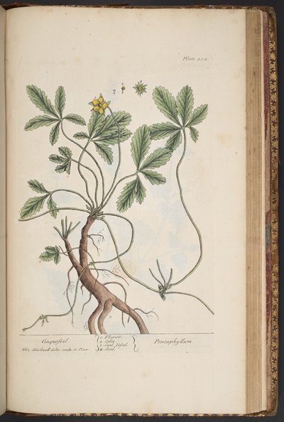 Talerz 454, Pięciornik, z "Ciekawego zielnika" autorstwa Elizabeth Blackwell