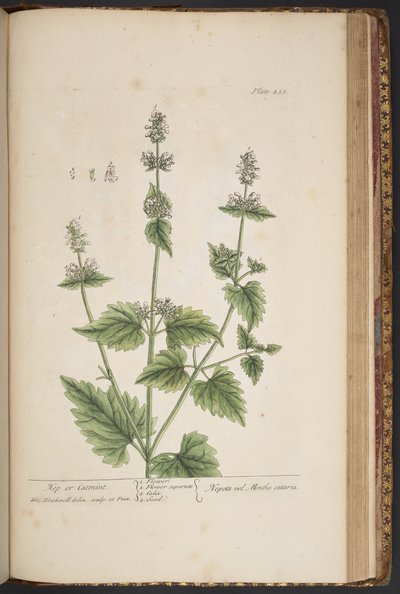 Talerz 455, z „Ciekawy zielnik” autorstwa Elizabeth Blackwell