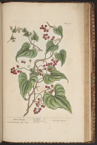 Talerz 457, z „Ciekawy zielnik” autorstwa Elizabeth Blackwell