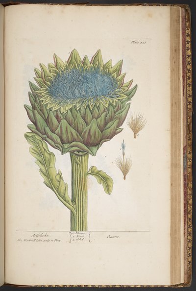 Talerz 458, Karczoch, z „Ciekawy zielnik” autorstwa Elizabeth Blackwell