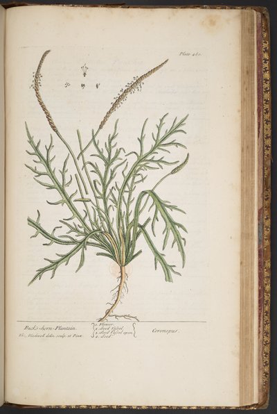 Talerz 460, z „Ciekawskiego zielnika” autorstwa Elizabeth Blackwell