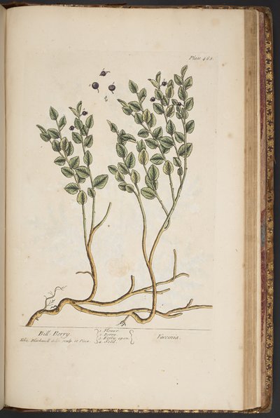 Talerz 463, z „Ciekawy zielnik” autorstwa Elizabeth Blackwell