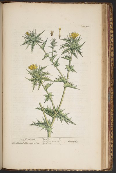 Talerz 468, z „Ciekawy zielnik” autorstwa Elizabeth Blackwell