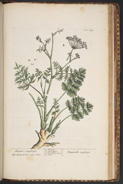 Talerz 472, z „Ciekawy zielnik” autorstwa Elizabeth Blackwell