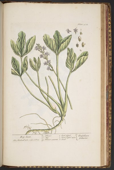 Talerz 474, z „Ciekawy zielnik” autorstwa Elizabeth Blackwell